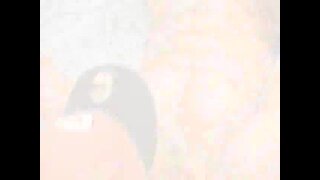 Thumb 10