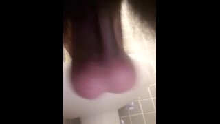 Arabian Horse Cock