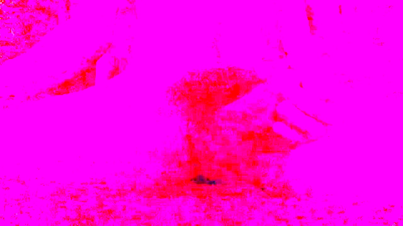 thick bush hairy pubes and big cock