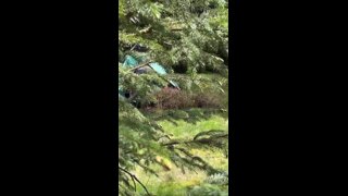 Tradesmancock - Reddiexxl - He Railed Me All Over The Woods When Camping